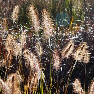 Pennisetum alopecuroides ---